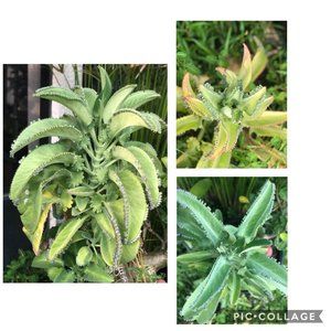 Mother of Thousands Live Rooted Plant